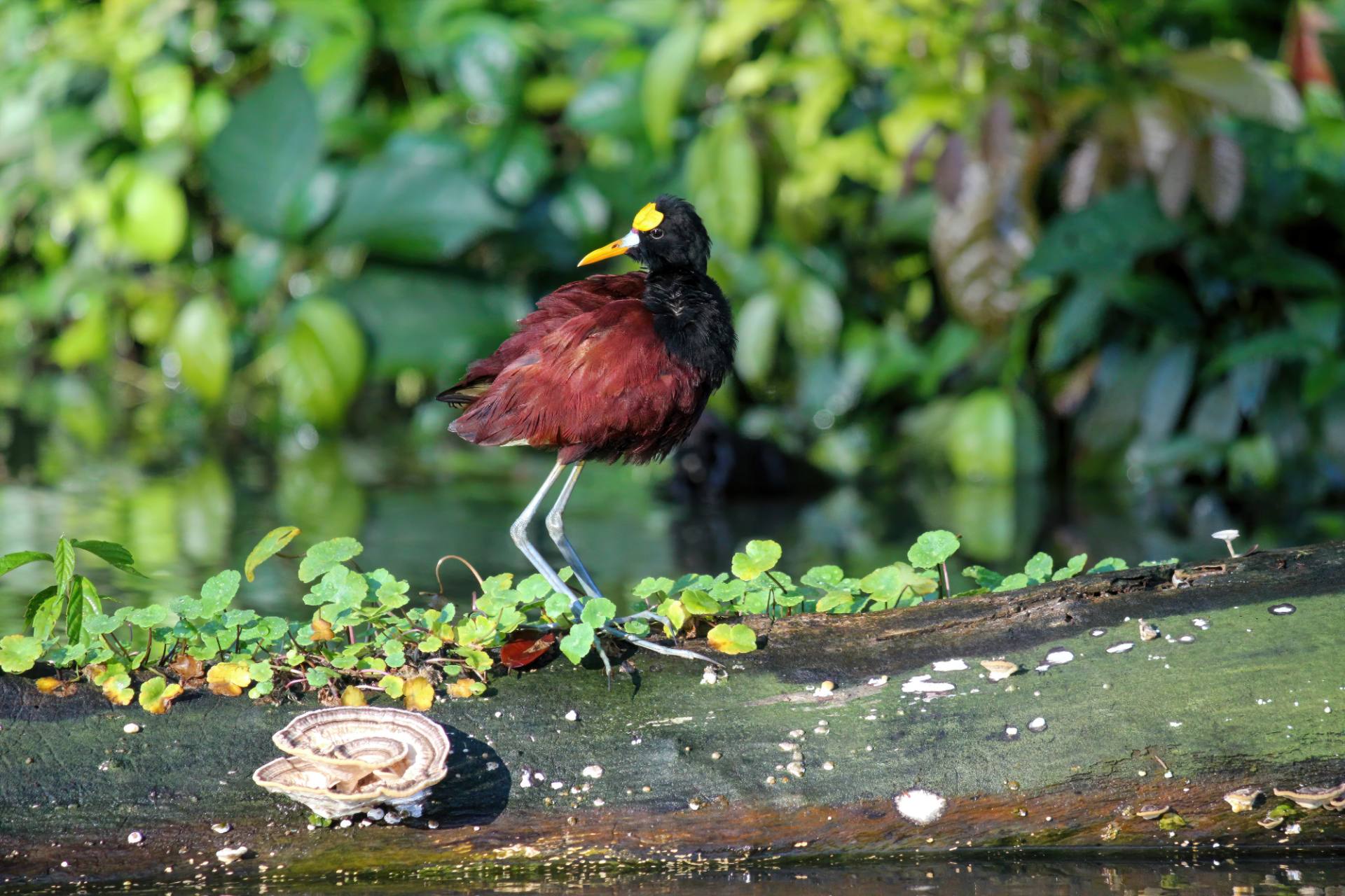 Gelbstirn-Blatthühnchen (Jacana spinosa)